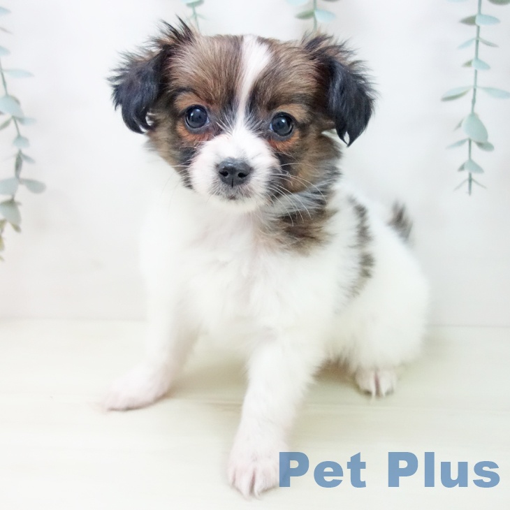 愛知県のパピヨン (ペットプラス 名古屋茶屋店/2025年11月28日生まれ/女の子/ホワイトブラウン)の子犬の2枚目の画像