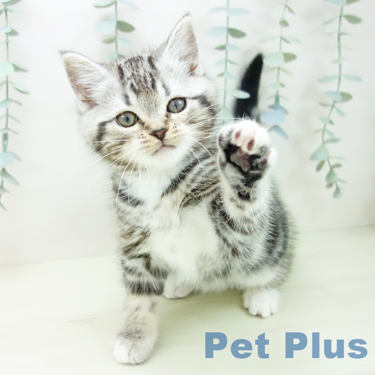 京都府のマンチカン (ペットプラス イオンモールKYOTO店/2025年11月26日生まれ/女の子/シルバータビーホワイト)の子猫の1枚目の画像