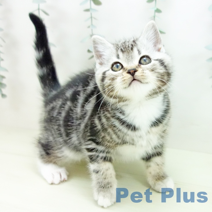 京都府のマンチカン (ペットプラス イオンモールKYOTO店/2025年11月26日生まれ/女の子/シルバータビーホワイト)の子猫の2枚目の画像