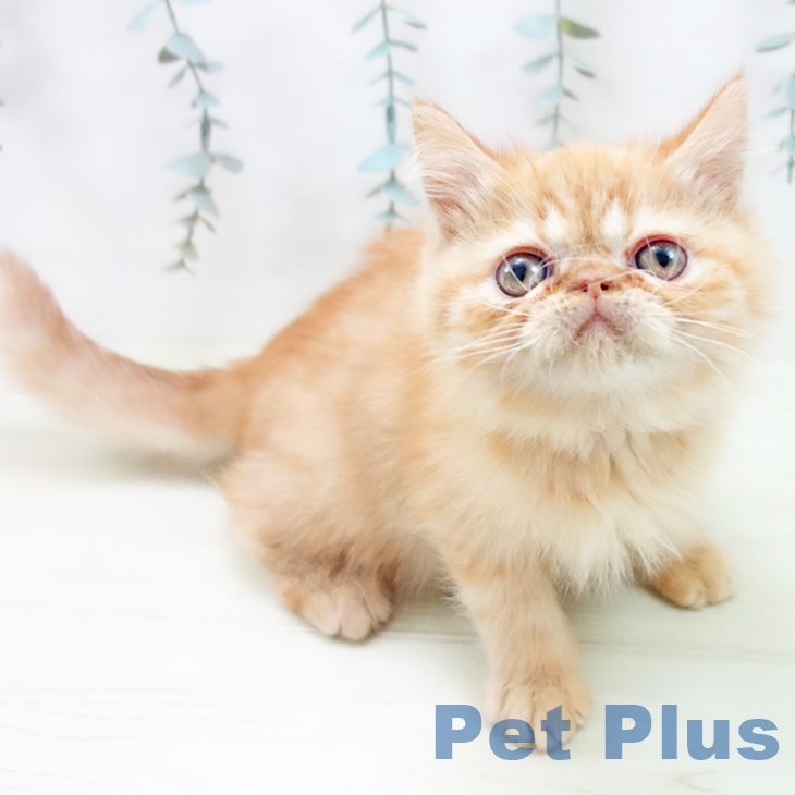 大阪府のエキゾチック (ペットプラス イオン大日店/2025年11月18日生まれ/男の子/レッドタビー)の子猫の1枚目の画像