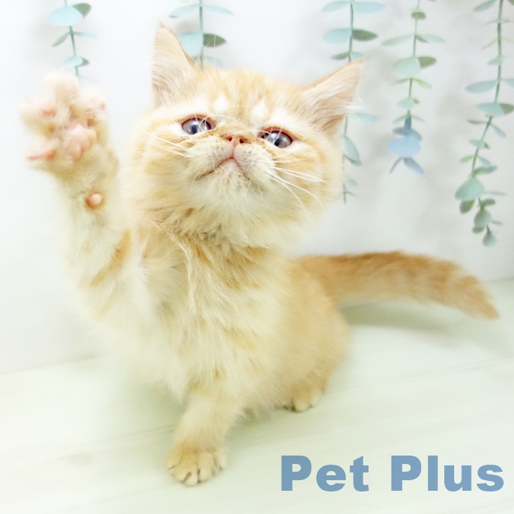 大阪府のエキゾチック (ペットプラス イオン大日店/2025年11月18日生まれ/男の子/レッドタビー)の子猫の2枚目の画像