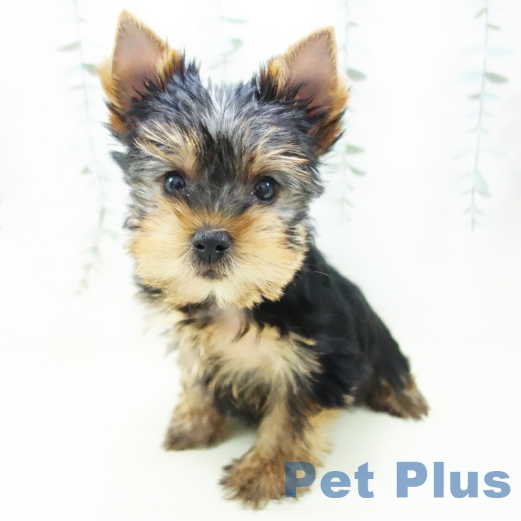 福井県のヨークシャーテリア (ペットプラス 福井店/2025年11月26日生まれ/男の子/スチールブルータン)の子犬
