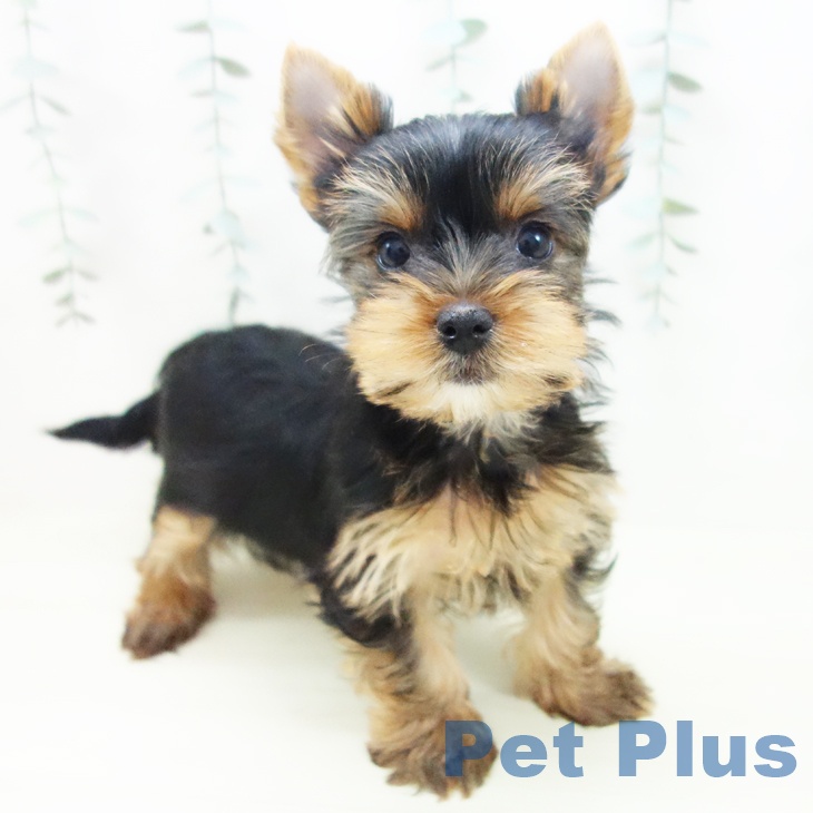 愛知県のヨークシャーテリア (ペットプラス イオンモール豊川店/2025年11月26日生まれ/男の子/スチールブルータン)の子犬の1枚目の画像