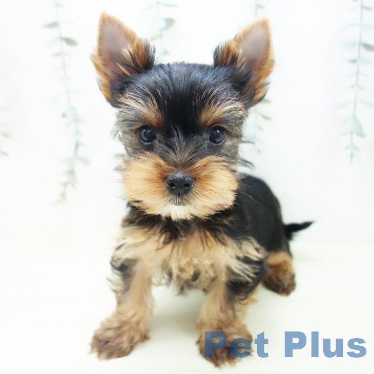 愛知県のヨークシャーテリア (ペットプラス イオンモール豊川店/2025年11月26日生まれ/男の子/スチールブルータン)の子犬の2枚目の画像