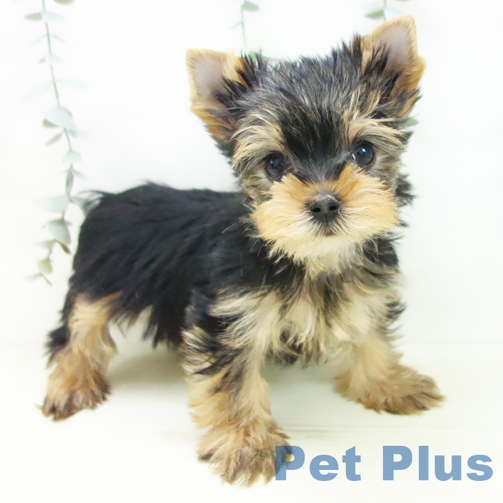 愛知県のヨークシャーテリア (ペットプラス ナゴヤドーム前店/2025年11月26日生まれ/男の子/スチールブルータン)の子犬の1枚目の画像