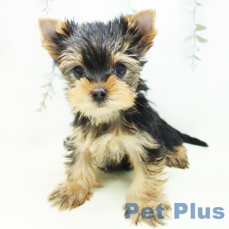 愛知県のヨークシャーテリア (ペットプラス ナゴヤドーム前店/2025年11月26日生まれ/男の子/スチールブルータン)の子犬の2枚目の画像