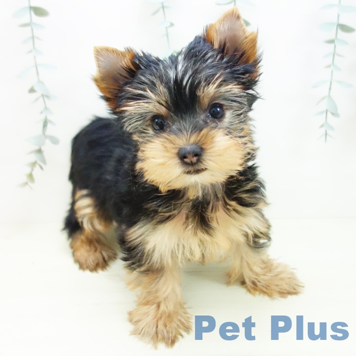 岐阜県のヨークシャーテリア (ペットプラス 各務原店/2025年11月26日生まれ/女の子/スチールブルータン)の子犬の1枚目の画像