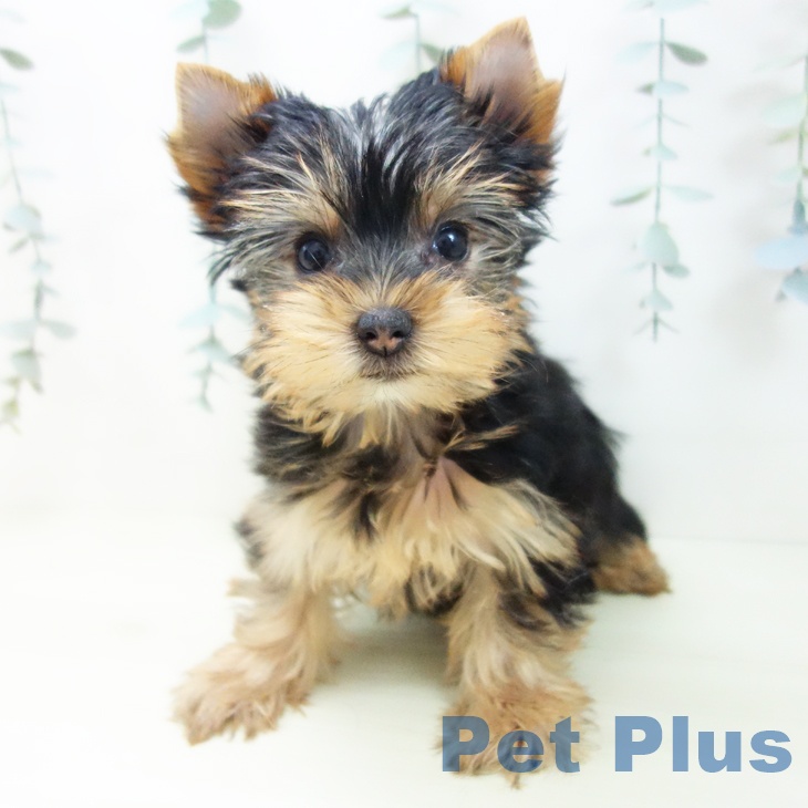 岐阜県のヨークシャーテリア (ペットプラス 各務原店/2025年11月26日生まれ/女の子/スチールブルータン)の子犬の2枚目の画像