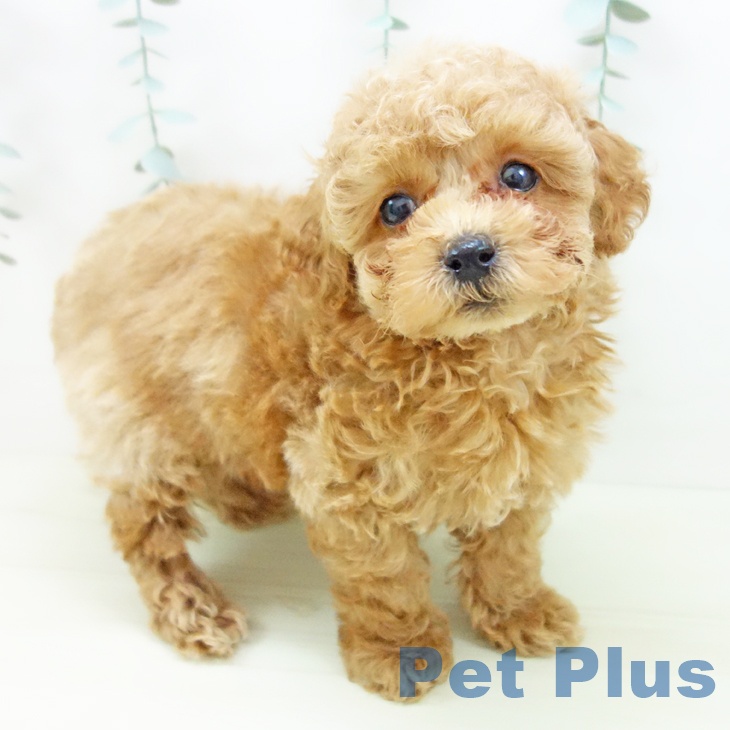 岐阜県のトイプードル(トイ) (ペットプラス 各務原店/2025年11月27日生まれ/男の子/アプリコット)の子犬の1枚目の画像