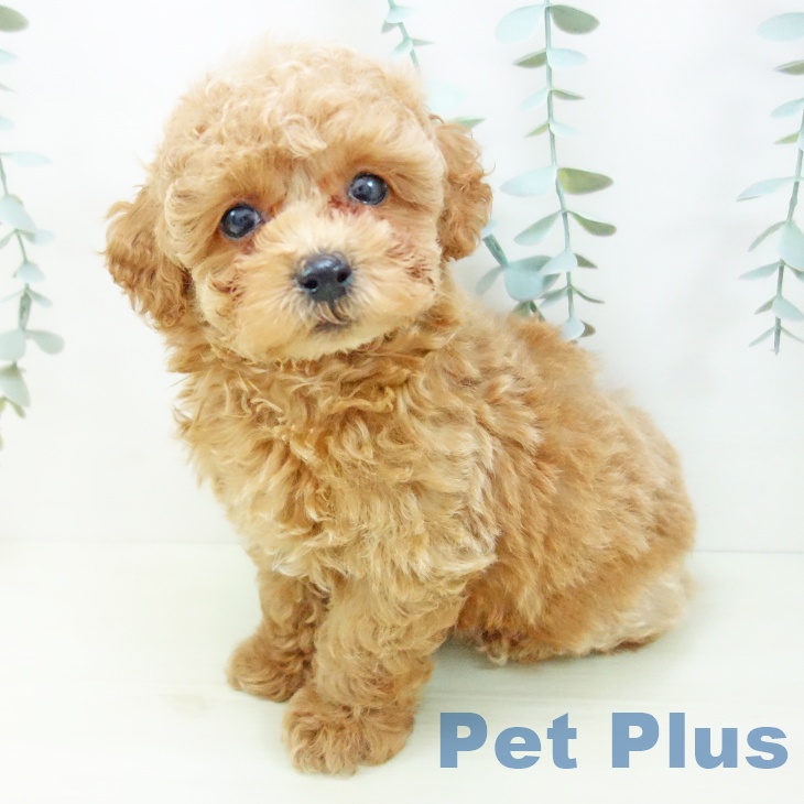 岐阜県のトイプードル(トイ) (ペットプラス 各務原店/2025年11月27日生まれ/男の子/アプリコット)の子犬の2枚目の画像