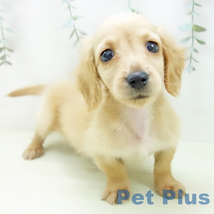 三重県のカニンヘンダックスフンド(ロング) (ペットプラス 鈴鹿店/2025年11月28日生まれ/男の子/イエロー)の子犬の1枚目の画像