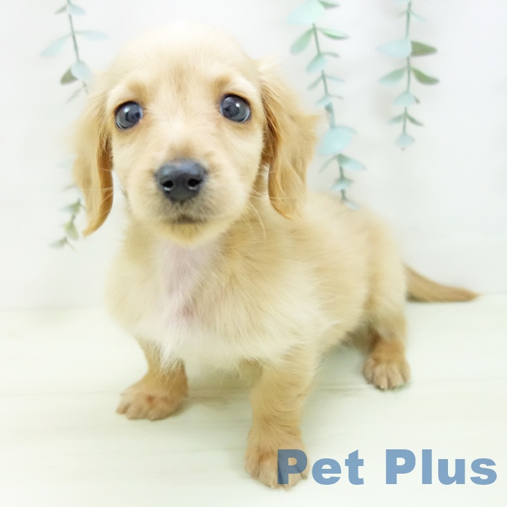 三重県のカニンヘンダックスフンド(ロング) (ペットプラス 鈴鹿店/2025年11月28日生まれ/男の子/イエロー)の子犬の2枚目の画像