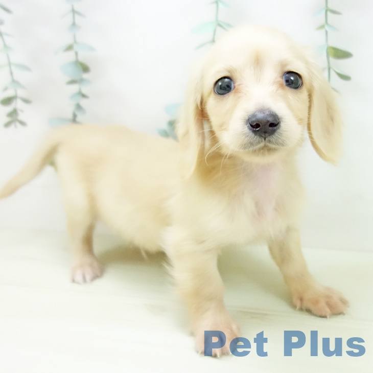 愛知県のカニンヘンダックスフンド(ロング) (ペットプラス mozoワンダーシティ店/2025年11月28日生まれ/男の子/イエロー)の子犬の1枚目の画像