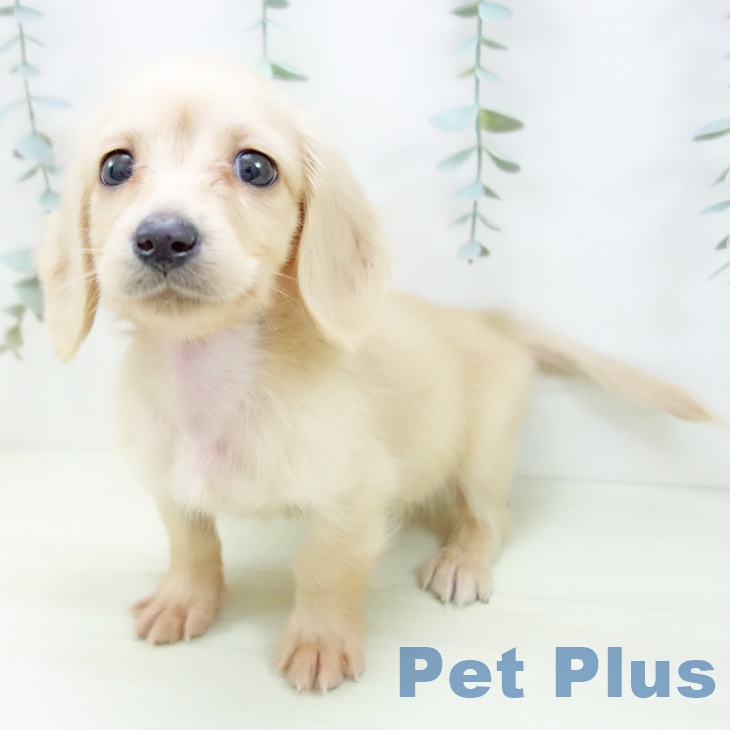 愛知県のカニンヘンダックスフンド(ロング) (ペットプラス mozoワンダーシティ店/2025年11月28日生まれ/男の子/イエロー)の子犬の2枚目の画像