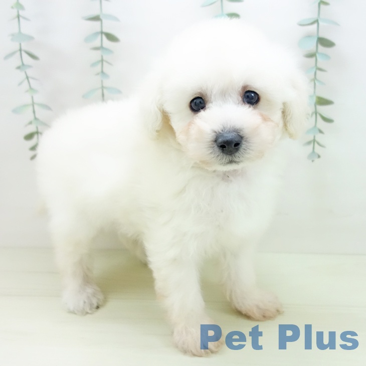 石川県のトイプードル(トイ) (ペットプラス 白山店/2025年11月28日生まれ/男の子/ホワイト)の子犬の1枚目の画像