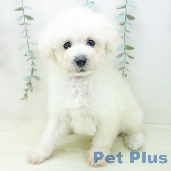 石川県のトイプードル(トイ) (ペットプラス 白山店/2025年11月28日生まれ/男の子/ホワイト)の子犬の2枚目の画像