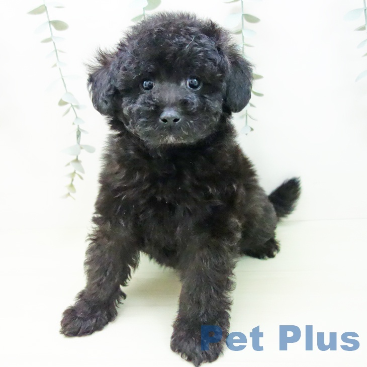 岐阜県のトイプードル(トイ) (ペットプラス 各務原店/2025年11月28日生まれ/男の子/ブラック)の子犬の1枚目の画像