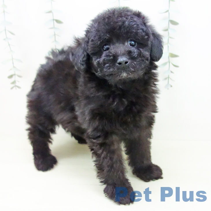 岐阜県のトイプードル(トイ) (ペットプラス 各務原店/2025年11月28日生まれ/男の子/ブラック)の子犬の2枚目の画像