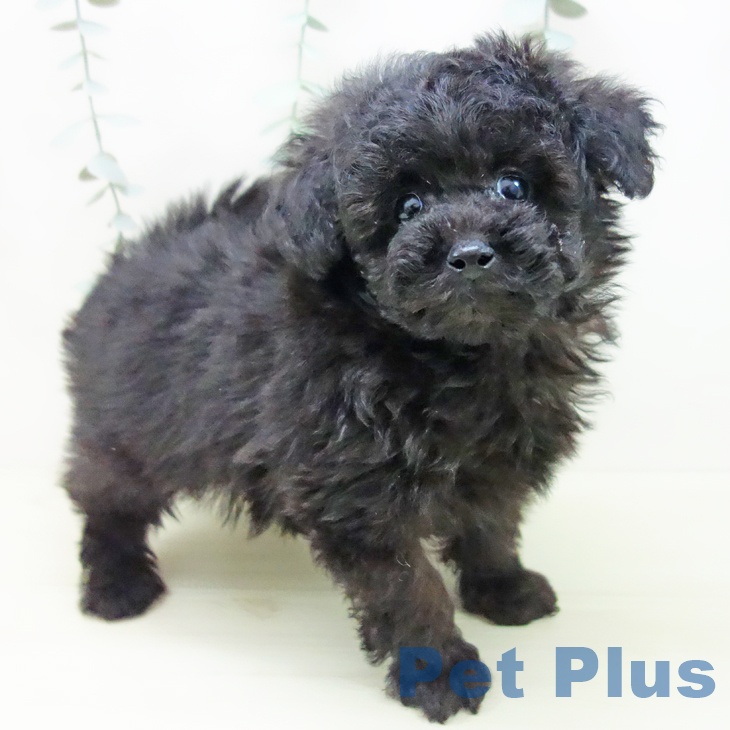 愛知県のトイプードル(トイ) (ペットプラス ナゴヤドーム前店/2025年11月28日生まれ/男の子/ブラック)の子犬