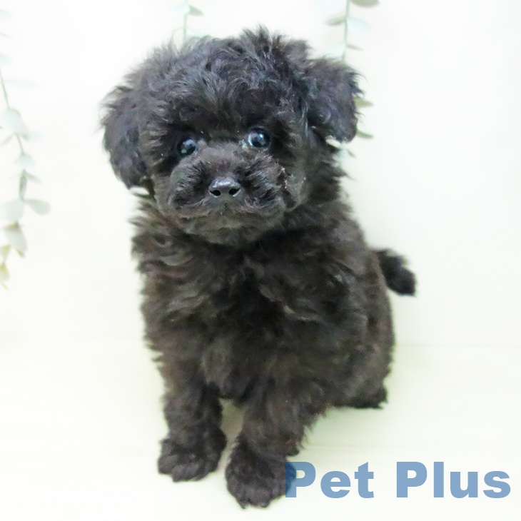 愛知県のトイプードル(トイ) (ペットプラス ナゴヤドーム前店/2025年11月28日生まれ/男の子/ブラック)の子犬の2枚目の画像