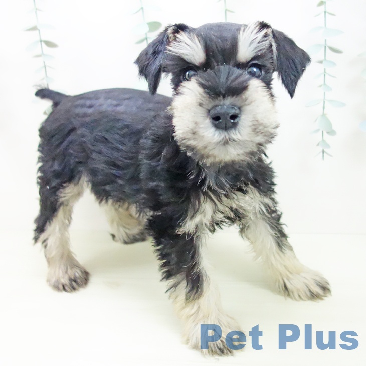 三重県のミニチュアシュナウザー (ペットプラス 津南店/2025年11月27日生まれ/男の子/ブラックシルバー)の子犬の1枚目の画像