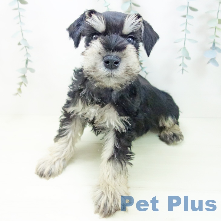 三重県のミニチュアシュナウザー (ペットプラス 津南店/2025年11月27日生まれ/男の子/ブラックシルバー)の子犬の2枚目の画像