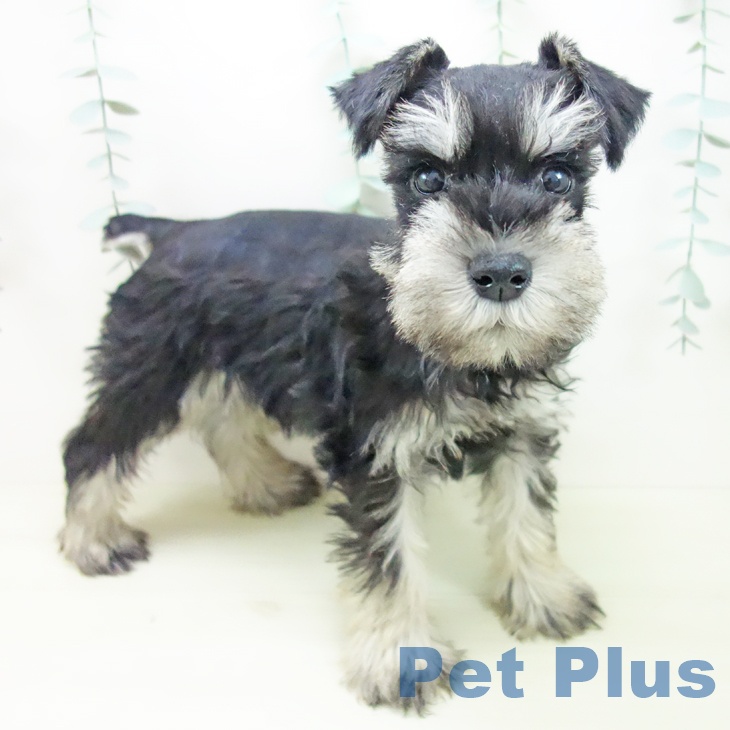愛知県のミニチュアシュナウザー (ペットプラス みなと店/2025年11月27日生まれ/男の子/ブラックシルバー)の子犬の1枚目の画像