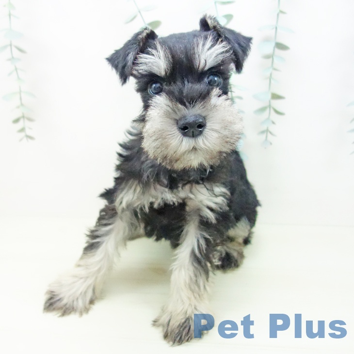 愛知県のミニチュアシュナウザー (ペットプラス みなと店/2025年11月27日生まれ/男の子/ブラックシルバー)の子犬の2枚目の画像