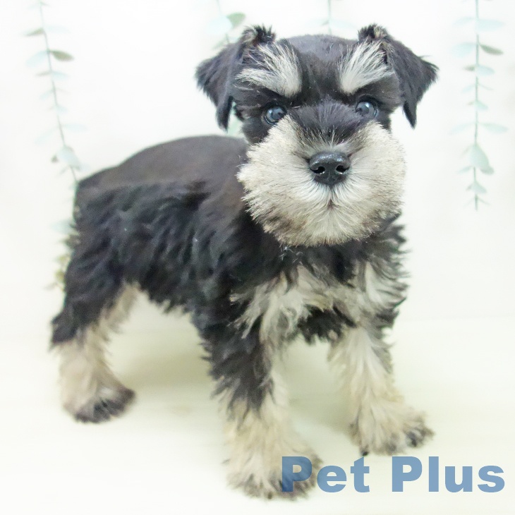 石川県のミニチュアシュナウザー (ペットプラス 白山店/2025年11月27日生まれ/女の子/ブラックシルバー)の子犬の1枚目の画像
