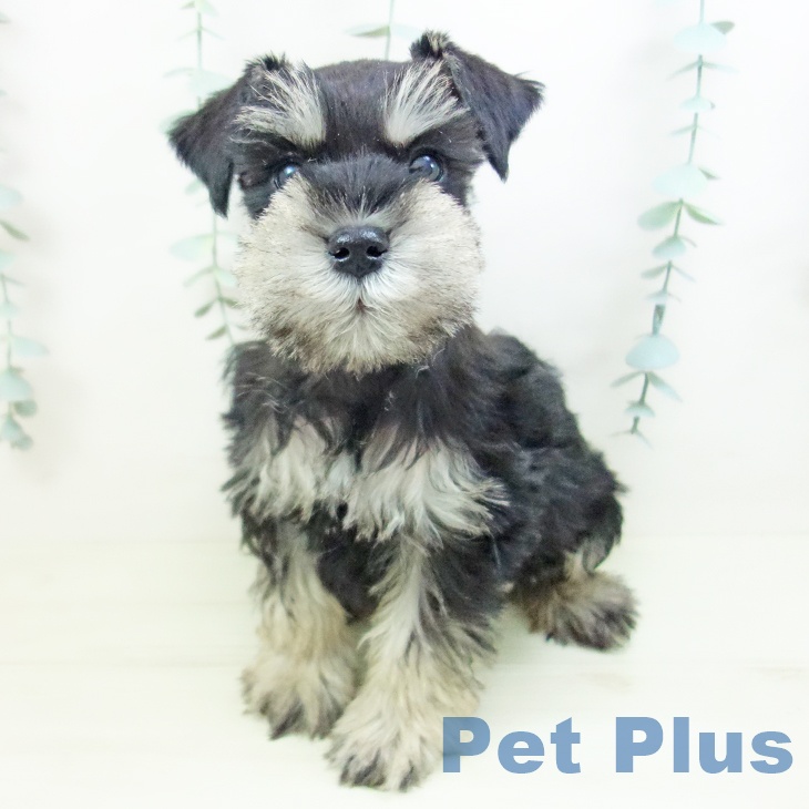 石川県のミニチュアシュナウザー (ペットプラス 白山店/2025年11月27日生まれ/女の子/ブラックシルバー)の子犬の2枚目の画像