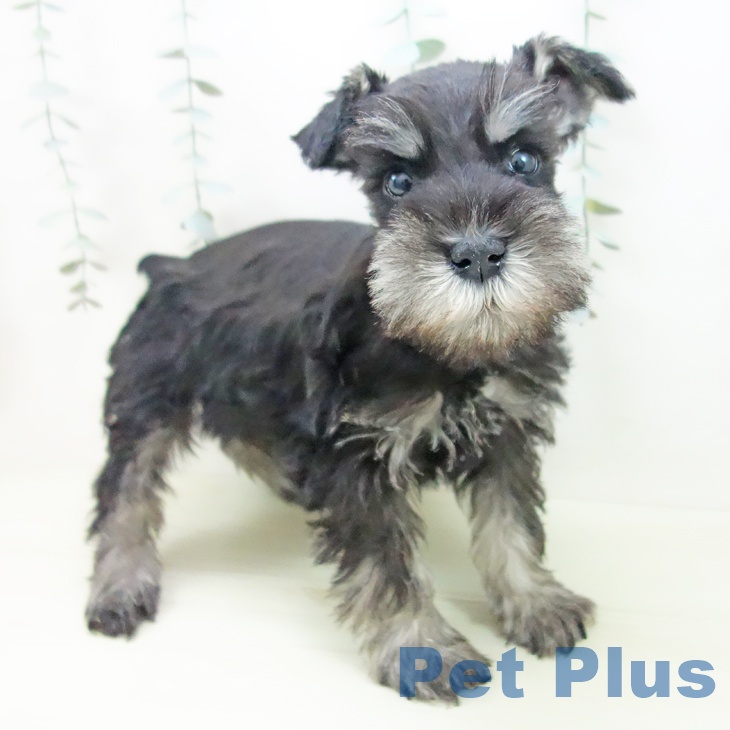 三重県のミニチュアシュナウザー (ペットプラス 東員店/2025年11月24日生まれ/男の子/ブラックシルバー)の子犬の1枚目の画像