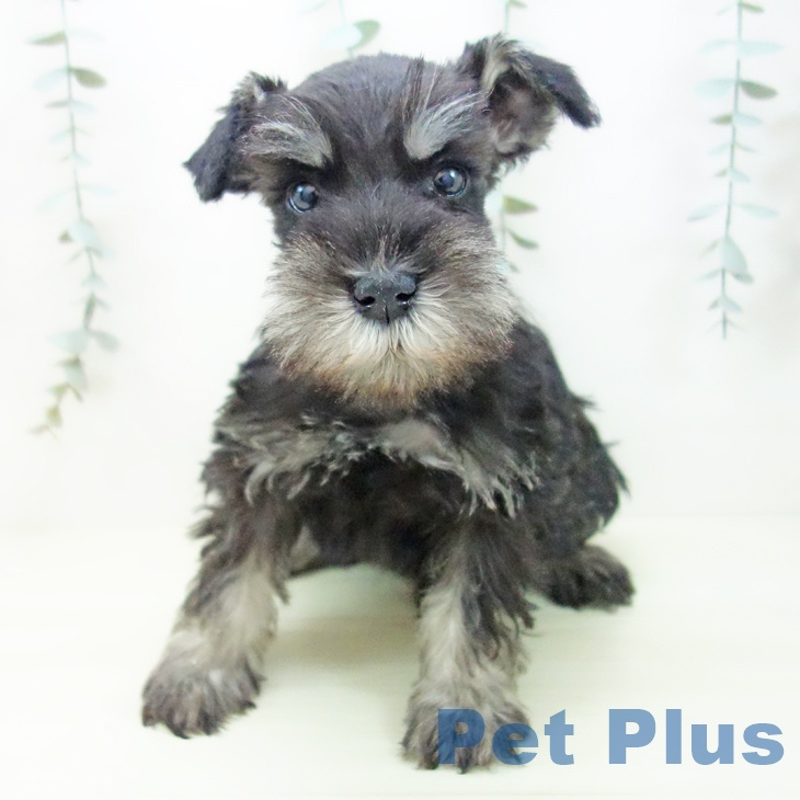 三重県のミニチュアシュナウザー (ペットプラス 東員店/2025年11月24日生まれ/男の子/ブラックシルバー)の子犬の2枚目の画像