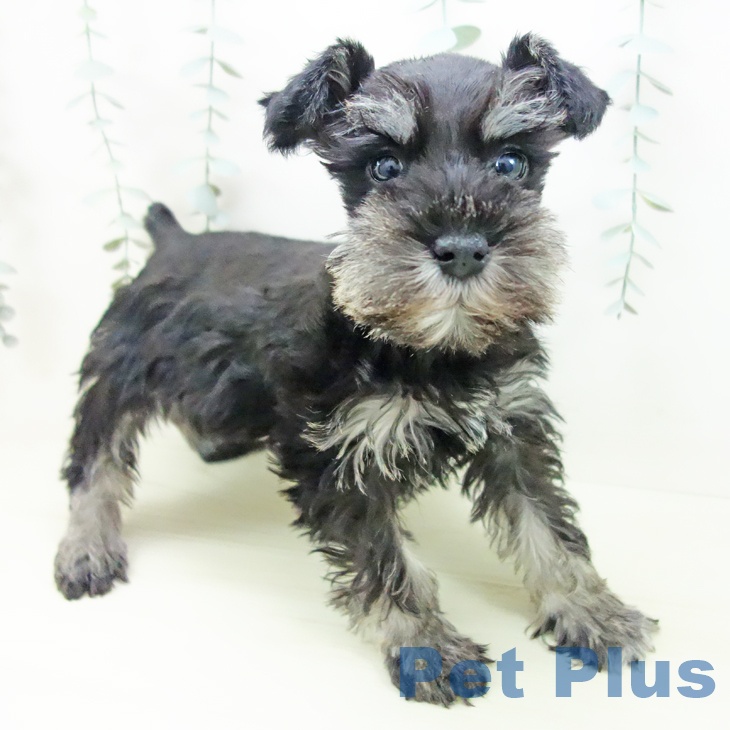 愛知県のミニチュアシュナウザー (ペットプラス 則武新町店/2025年11月24日生まれ/女の子/ブラックシルバー)の子犬の1枚目の画像