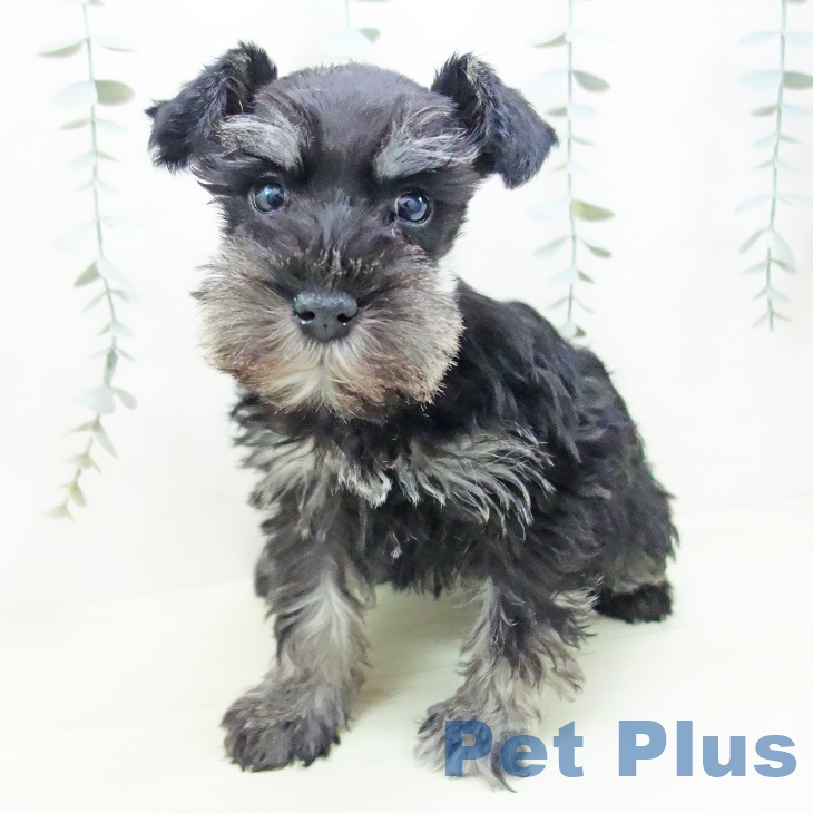 愛知県のミニチュアシュナウザー (ペットプラス 則武新町店/2025年11月24日生まれ/女の子/ブラックシルバー)の子犬の2枚目の画像