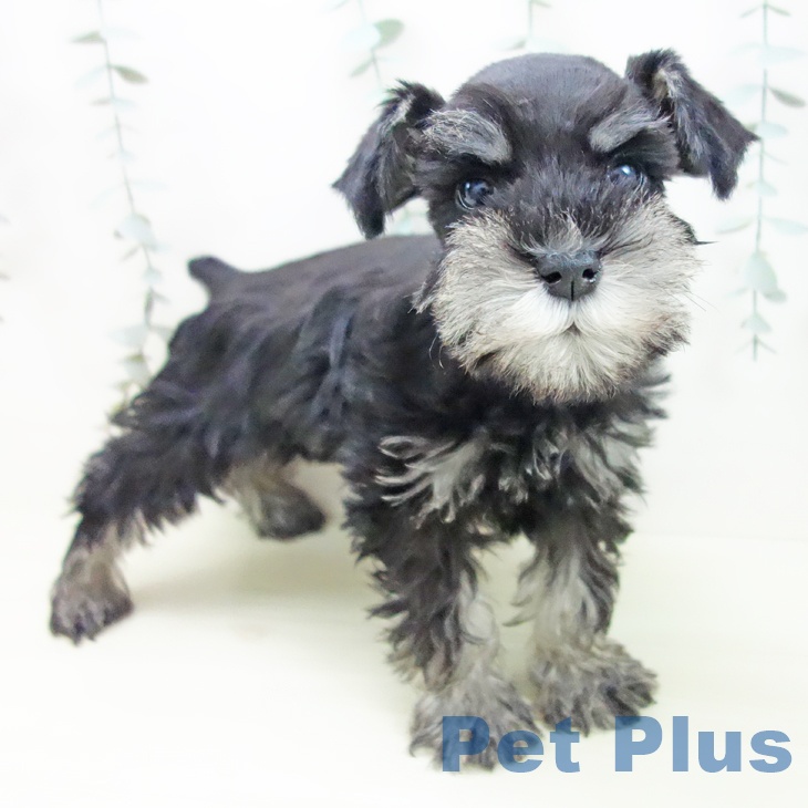 愛知県のミニチュアシュナウザー (ペットプラス 名古屋茶屋店/2025年11月24日生まれ/女の子/ブラックシルバー)の子犬の1枚目の画像