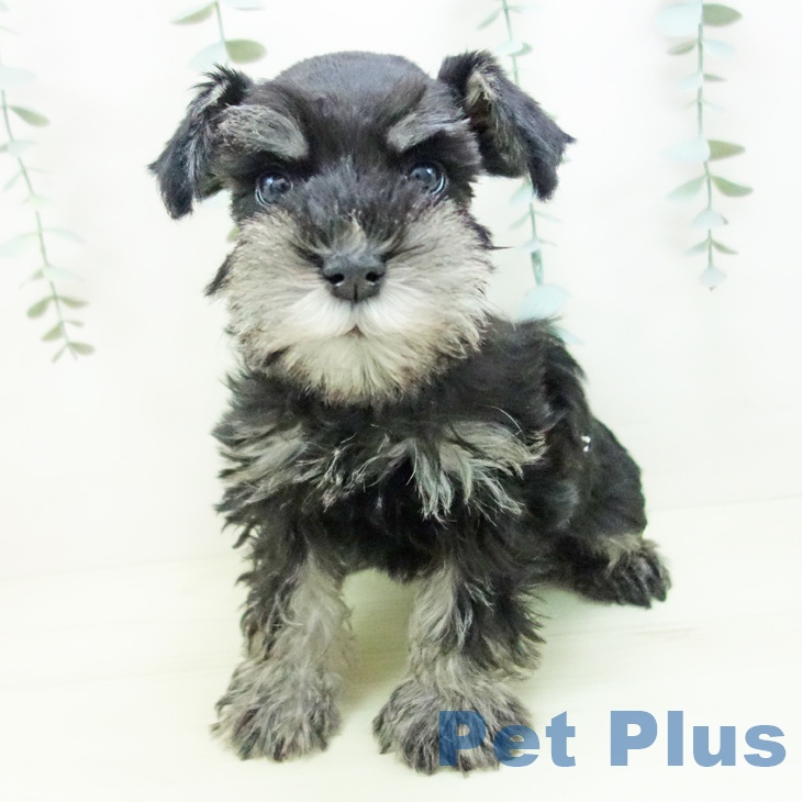 愛知県のミニチュアシュナウザー (ペットプラス 名古屋茶屋店/2025年11月24日生まれ/女の子/ブラックシルバー)の子犬の2枚目の画像