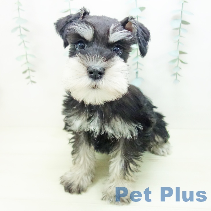 愛知県のミニチュアシュナウザー (ペットプラス ナゴヤドーム前店/2025年11月24日生まれ/女の子/ブラックシルバー)の子犬の1枚目の画像