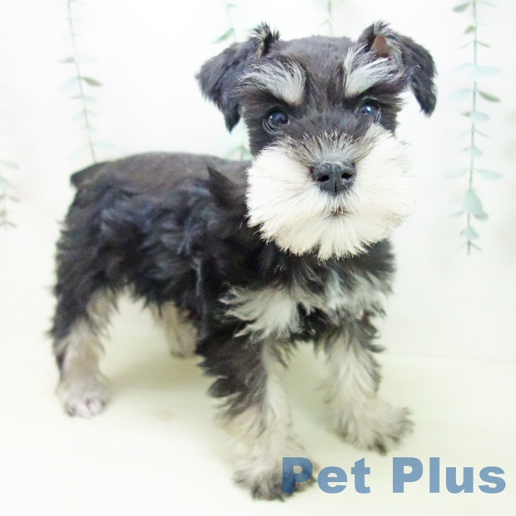 愛知県のミニチュアシュナウザー (ペットプラス ナゴヤドーム前店/2025年11月24日生まれ/女の子/ブラックシルバー)の子犬の2枚目の画像