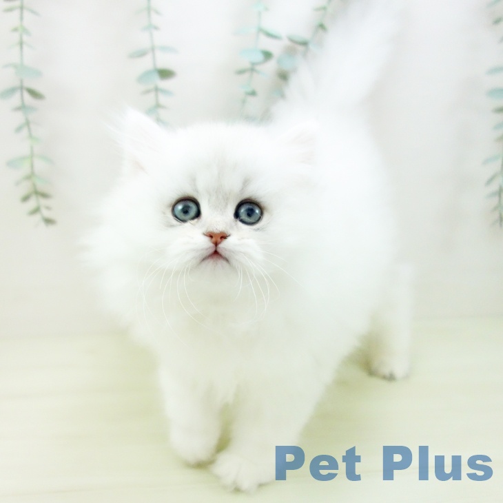 岐阜県のペルシャ (ペットプラス 各務原店/2025年11月29日生まれ/男の子/チンチラシルバー)の子猫