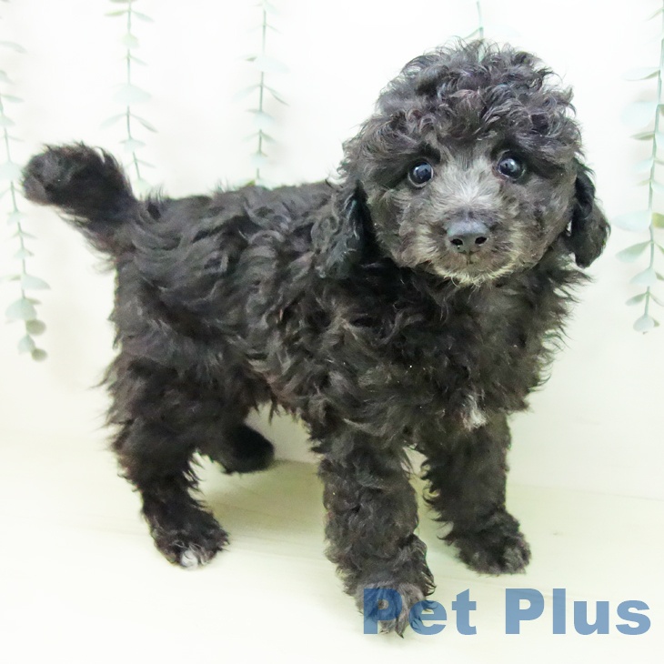 三重県のトイプードル(トイ) (ペットプラス 東員店/2025年11月30日生まれ/男の子/シルバー)の子犬の1枚目の画像