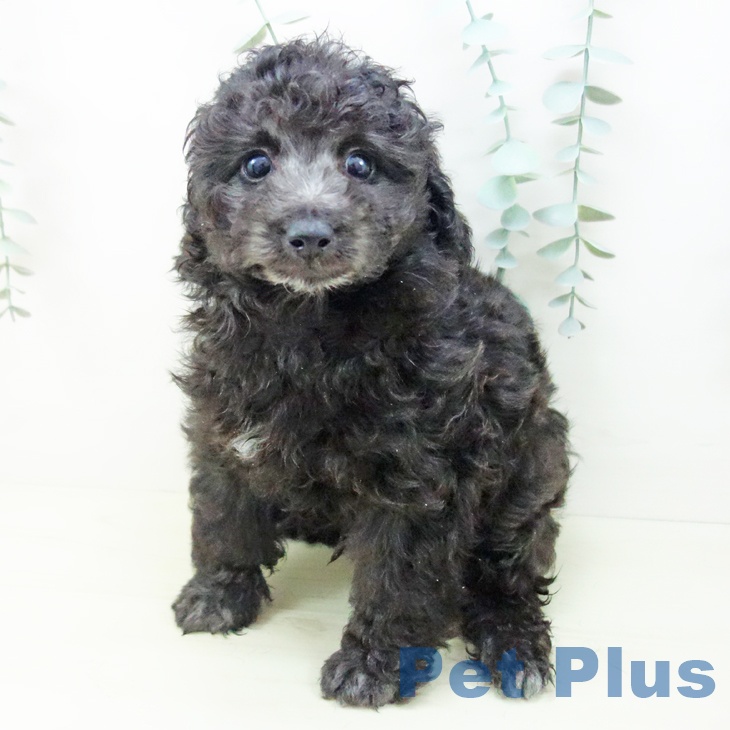 三重県のトイプードル(トイ) (ペットプラス 東員店/2025年11月30日生まれ/男の子/シルバー)の子犬の2枚目の画像