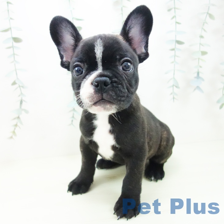 大阪府のフレンチブルドッグ (ペットプラス りんくう泉南店/2025年11月29日生まれ/男の子/ブリンドルホワイト)の子犬の1枚目の画像