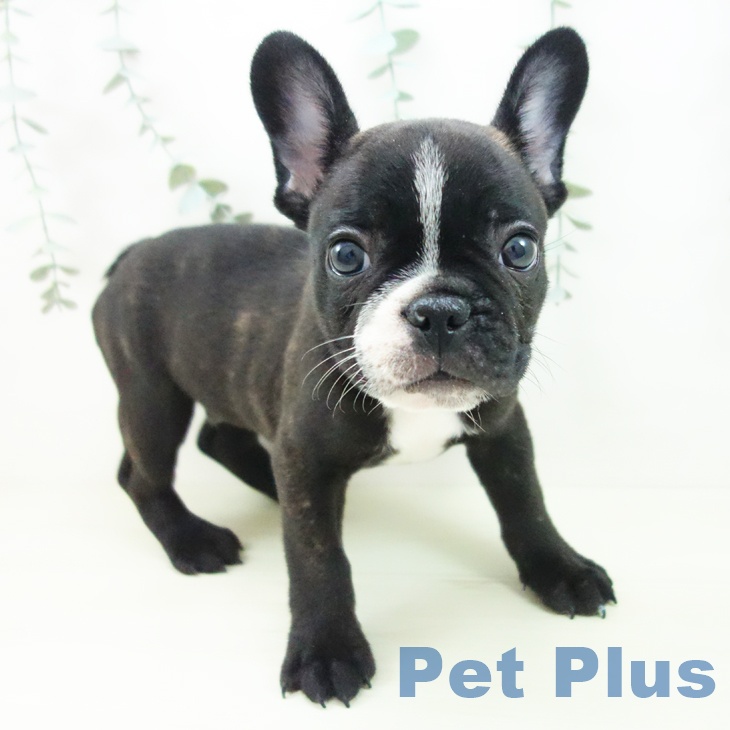 大阪府のフレンチブルドッグ (ペットプラス りんくう泉南店/2025年11月29日生まれ/男の子/ブリンドルホワイト)の子犬の2枚目の画像