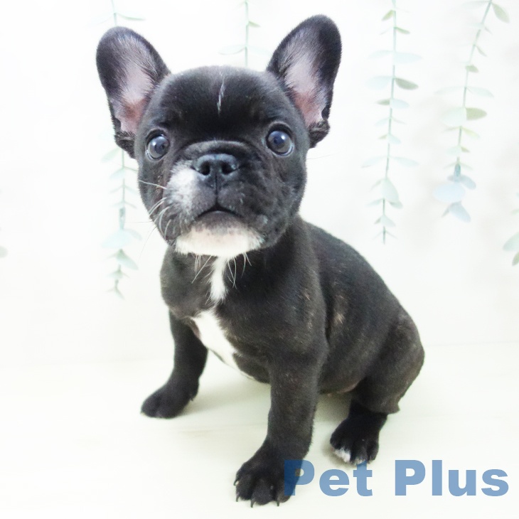 京都府のフレンチブルドッグ (ペットプラス イオンモールKYOTO店/2025年11月29日生まれ/女の子/ブリンドルホワイト)の子犬の1枚目の画像