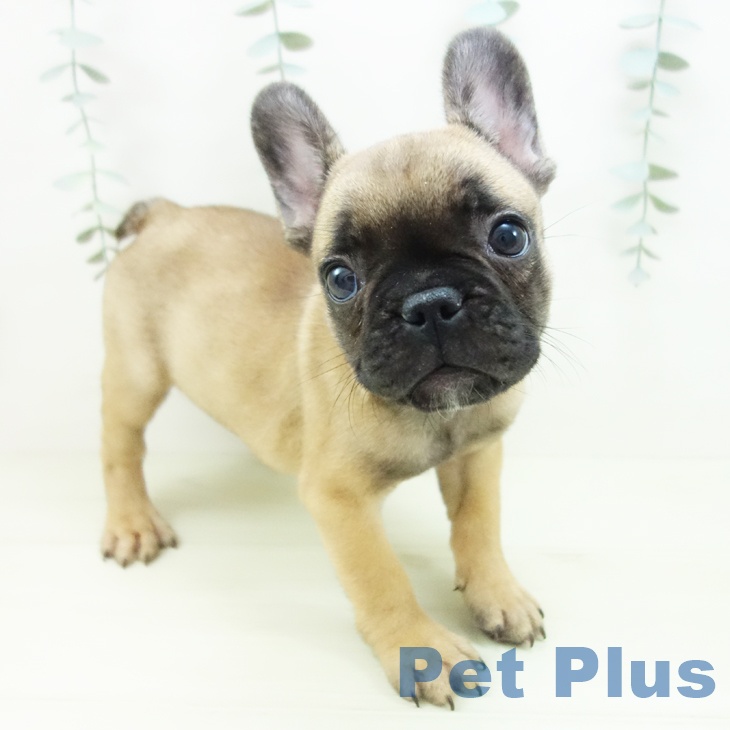 大阪府のフレンチブルドッグ (ペットプラス イオン大日店/2025年11月29日生まれ/女の子/フォーン)の子犬の1枚目の画像