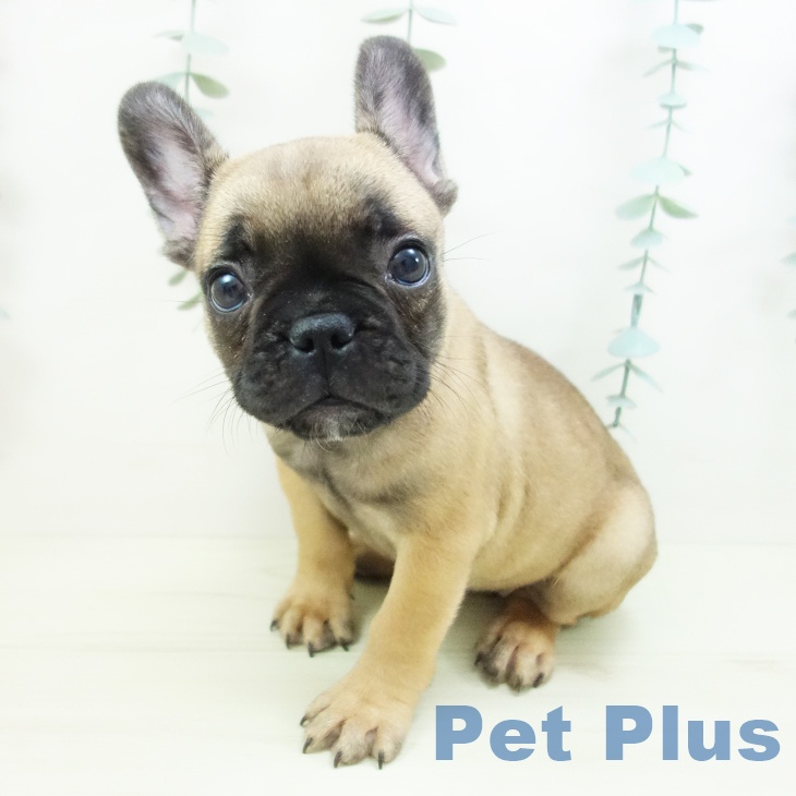大阪府のフレンチブルドッグ (ペットプラス イオン大日店/2025年11月29日生まれ/女の子/フォーン)の子犬の2枚目の画像