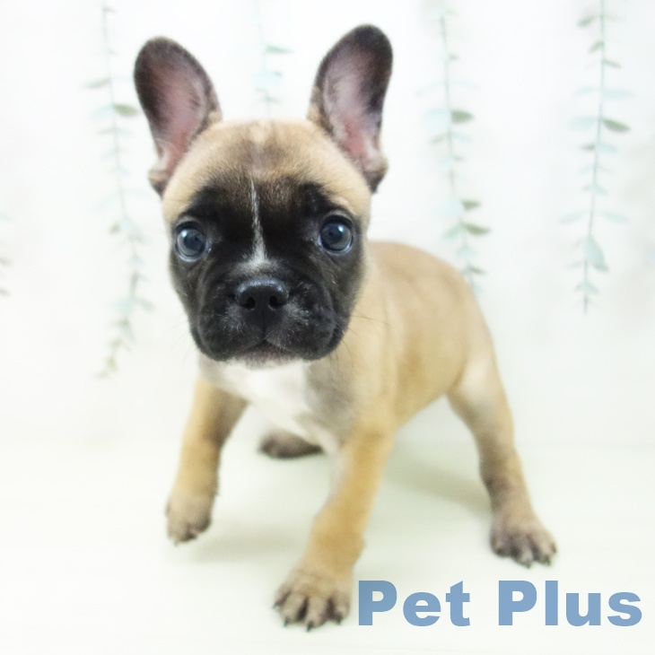 大阪府のフレンチブルドッグ (ペットプラス 大阪ドームシティ店/2025年11月29日生まれ/女の子/フォーンホワイト)の子犬の2枚目の画像
