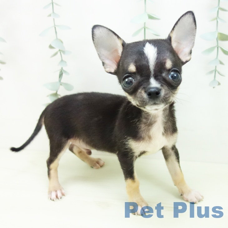 三重県のチワワ(ロング) (ペットプラス 鈴鹿店/2025年11月30日生まれ/男の子/ブラックタンホワイト)の子犬の1枚目の画像