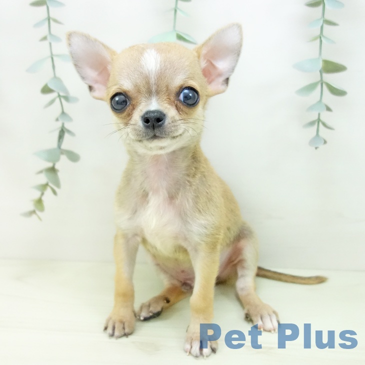 三重県のチワワ(ロング) (ペッツワン 桑名店/2025年11月30日生まれ/男の子/フォーンホワイト)の子犬の1枚目の画像