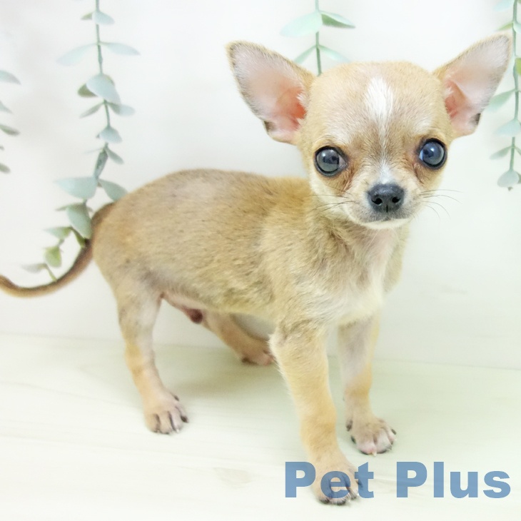 三重県のチワワ(ロング) (ペッツワン 桑名店/2025年11月30日生まれ/男の子/フォーンホワイト)の子犬の2枚目の画像